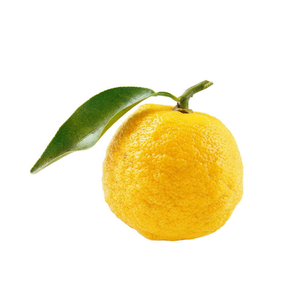 Yuja(Citron Yuzu) fruit