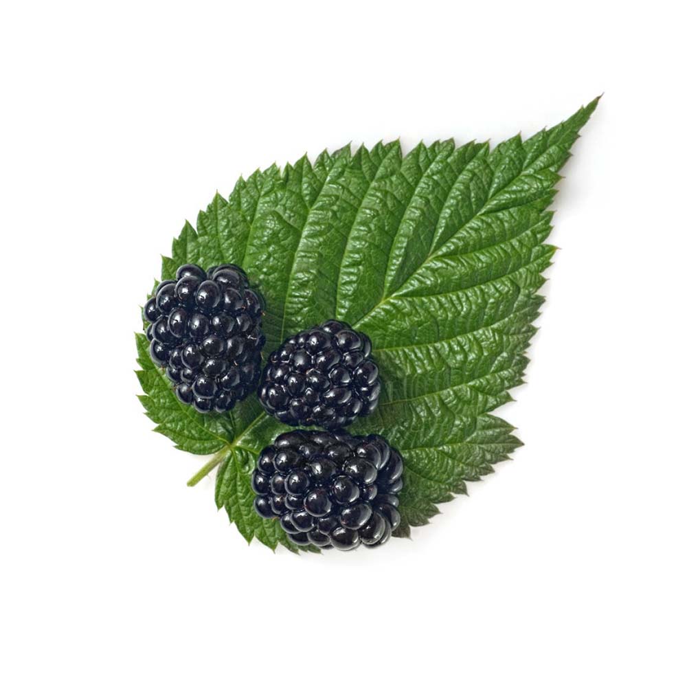 Korean Mulberry Leaf