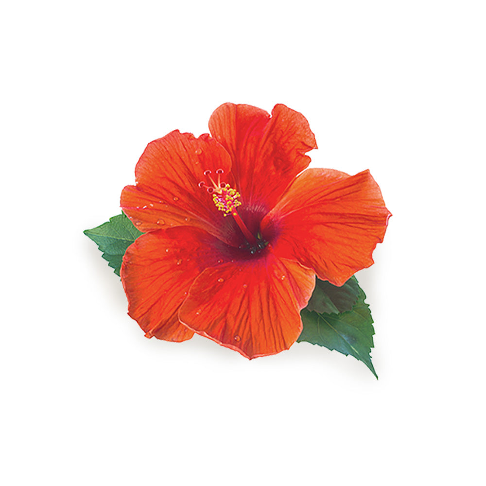 Korean Red Hibiscus Flower