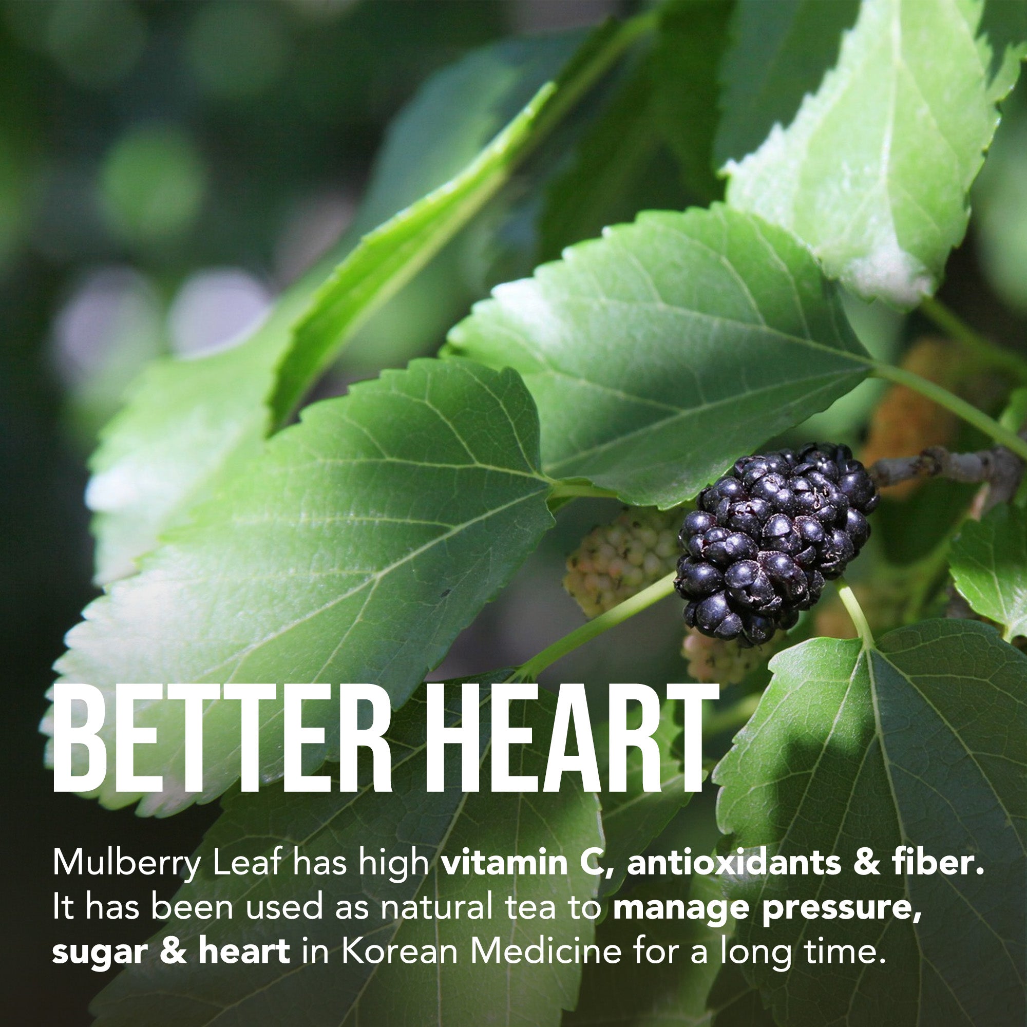 Benefits of Korean Mulberry Leaf