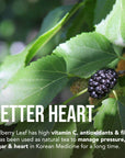 Benefits of Korean Mulberry Leaf